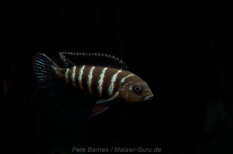 'elongatus goldbar' Chiwi Rocks Metriaclima sp. 'elongatus goldbar' Chiwi Rocks